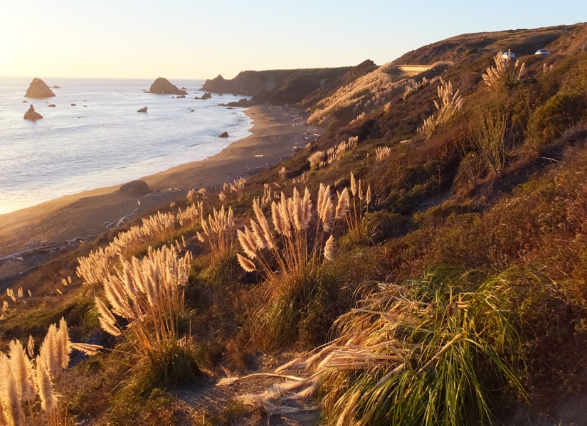 Pampa grass illuminated by the low sun