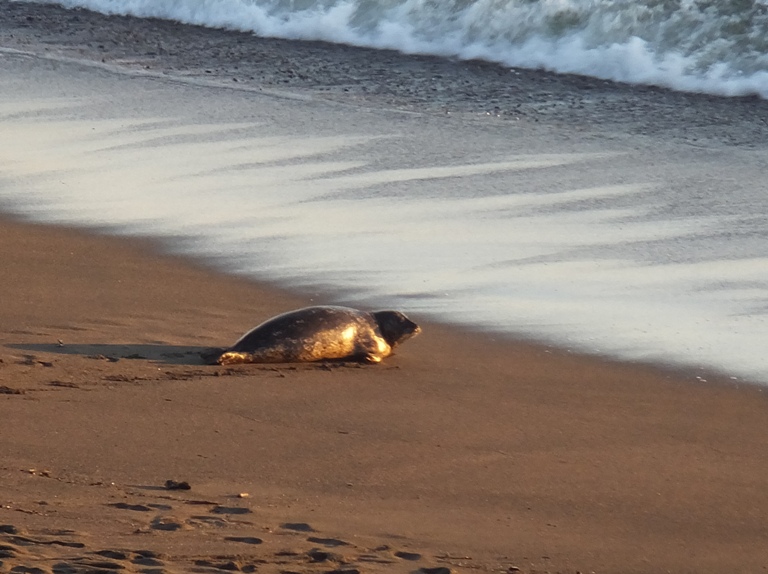 Seal on the beach