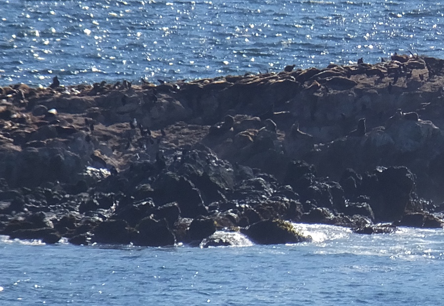 Poorly illuminated photo of sea lions on rock in the distance