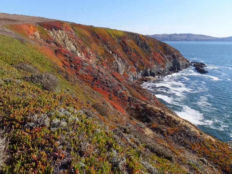 Cliff by ocean with various vegetative colors