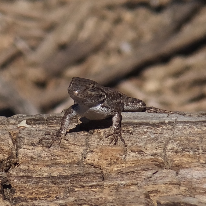 Western fence lizard