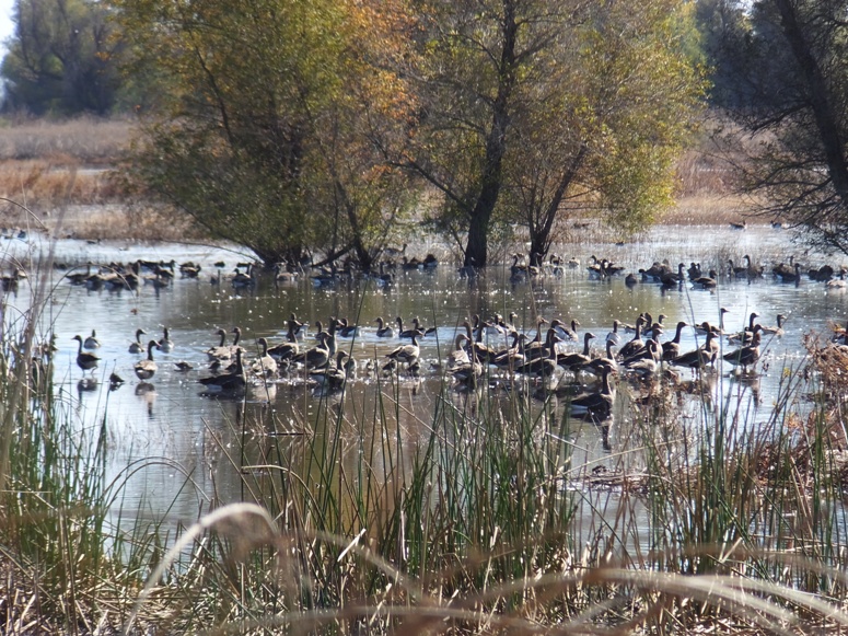 Another view of gray geese