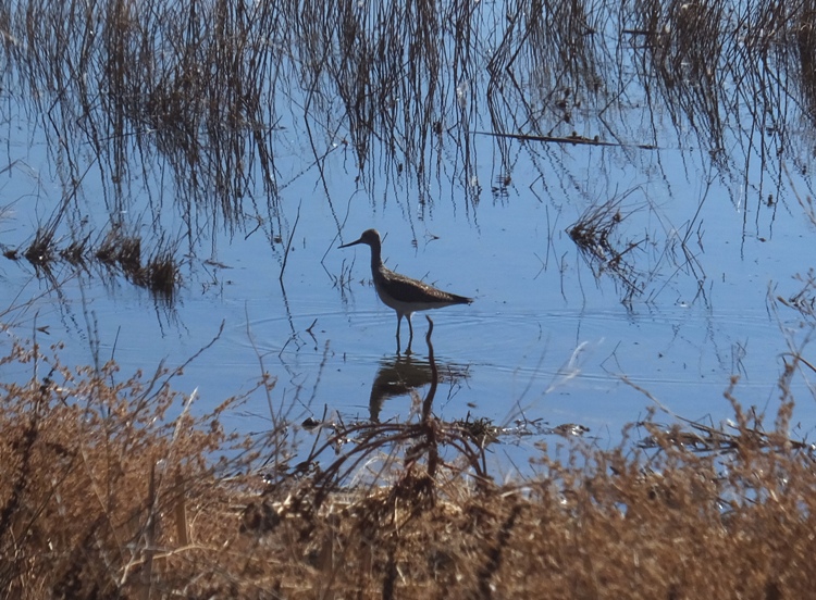 Sandpiper in water