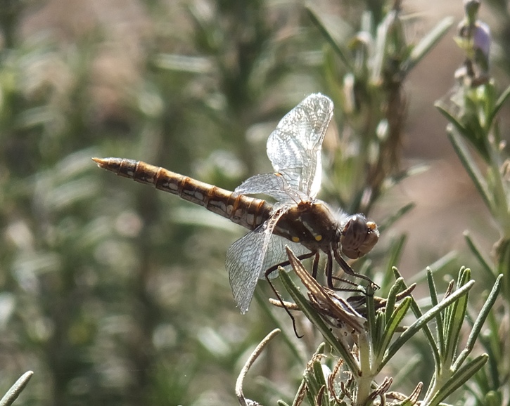 Dragonfly perched