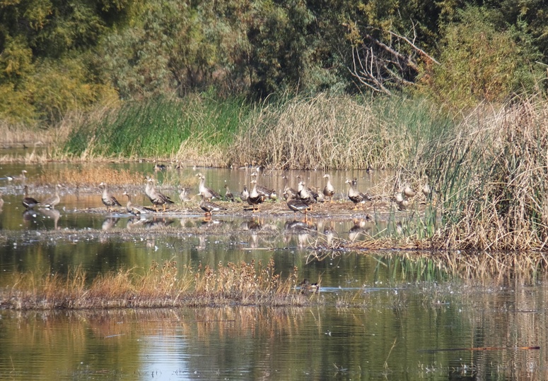 Numerous gray geese in wet area