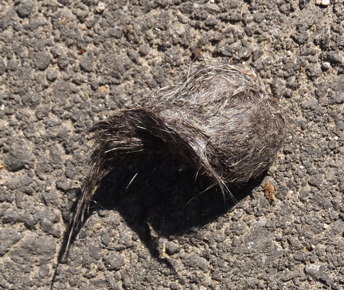 Hairy raptor pellet on ground