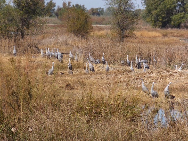 Zoomed out view of flock