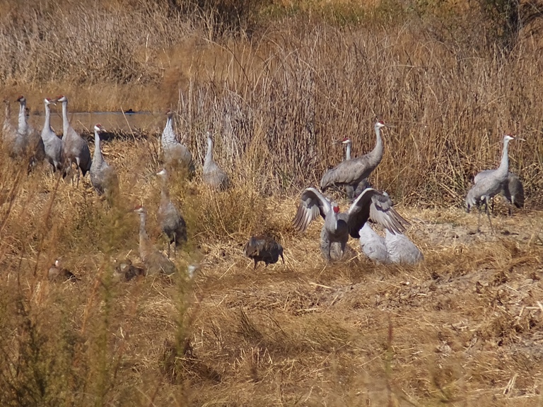 Several sandhill cranes