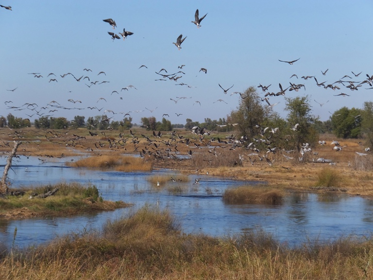 Birds in flight