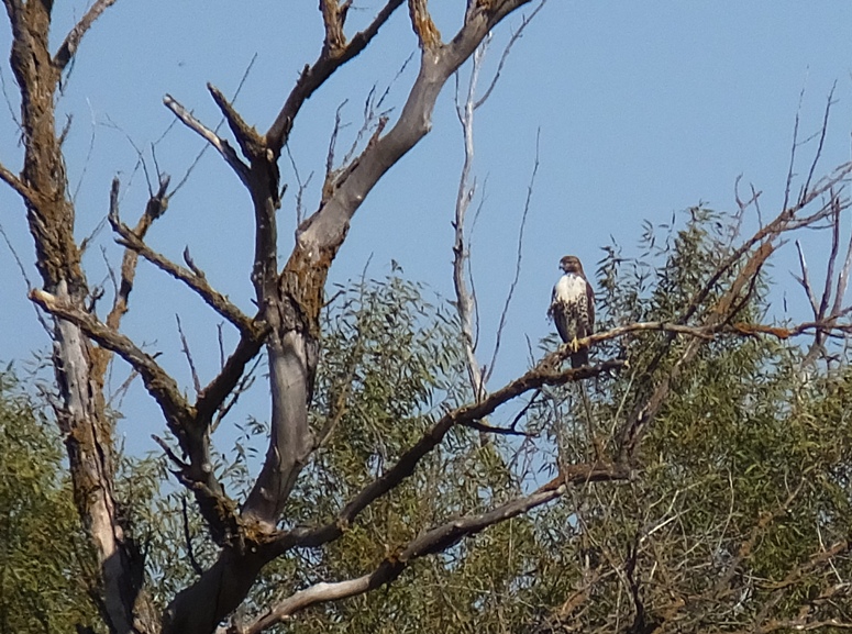 Hawk in tree