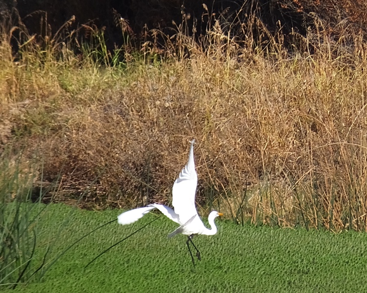 Egret with wings outstretched