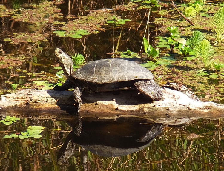 Turtle on log