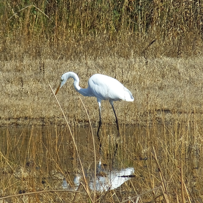 Egret looking for food in the water