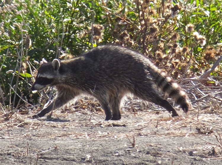 Raccoon walking