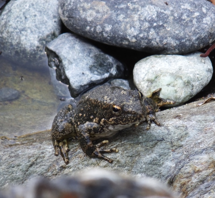 Frog on a rock