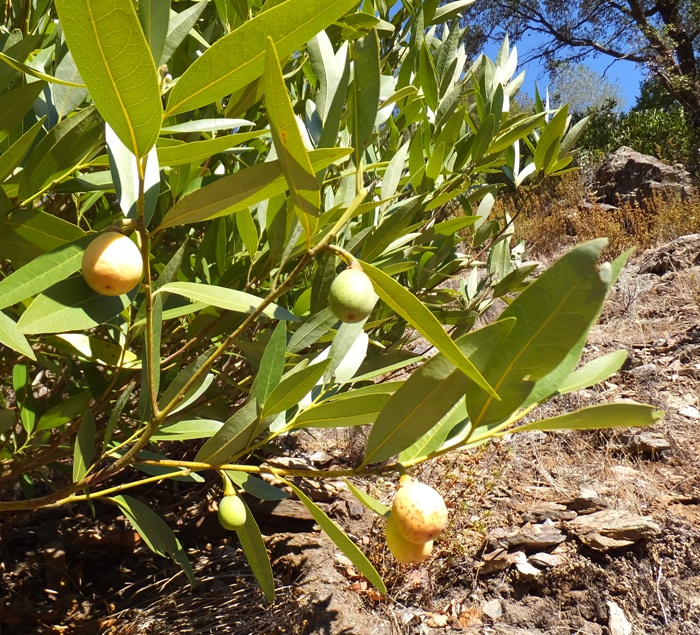 Fruit resembling kumquat