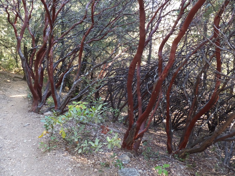 Manzanita trees