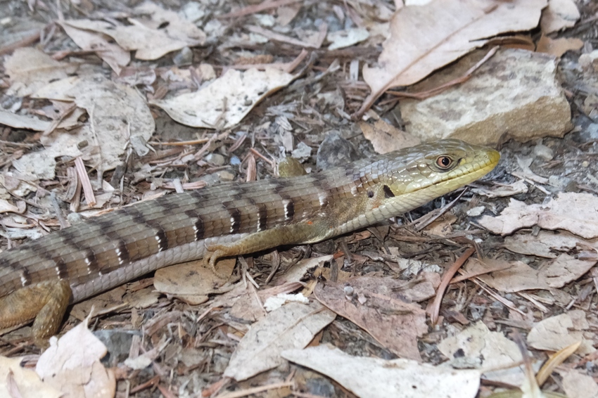 Side view of California Alligator Lizard