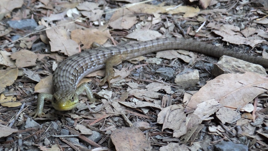 Front face view of California Alligator Lizard