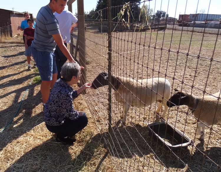 Mom kneeling down to feed the sheep