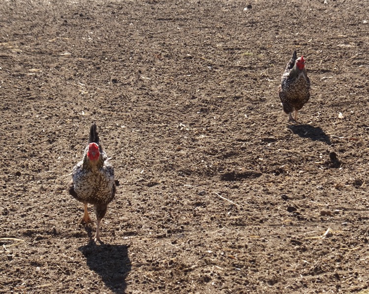 Two chickens running