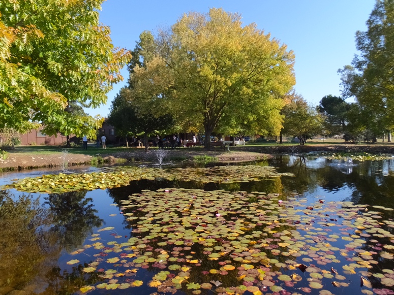 Pond with big trees