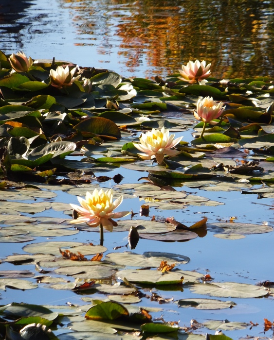 Water lilies at Marie's pond