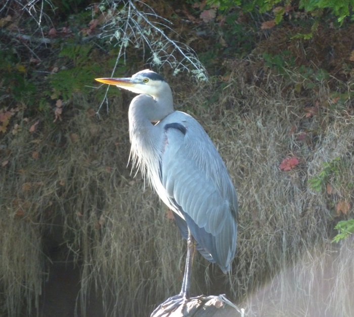 A very cooperative great blue heron