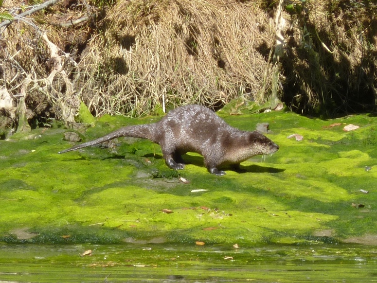 Very shiny otter