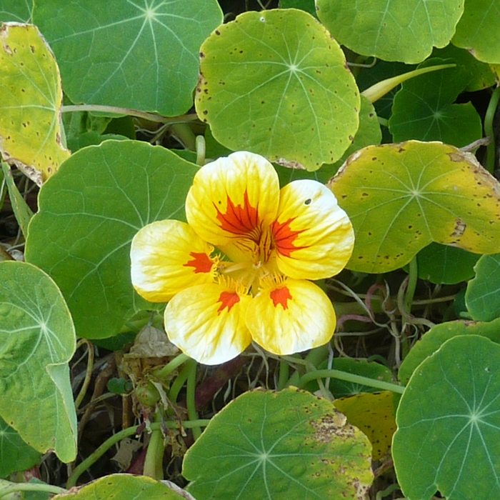 Red, yellow, and white flower