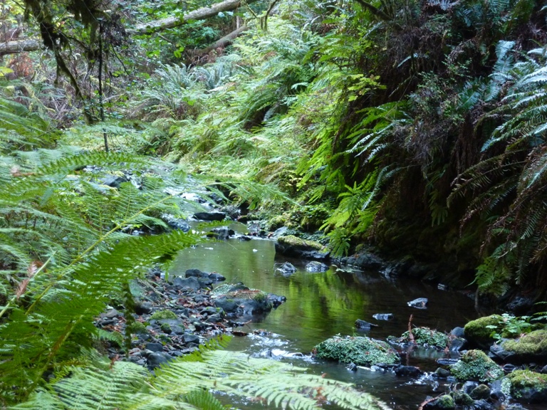 Ferns and water