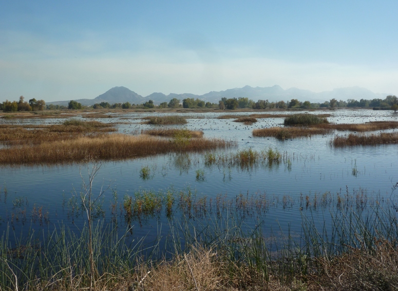 Wetlands with mountains behind