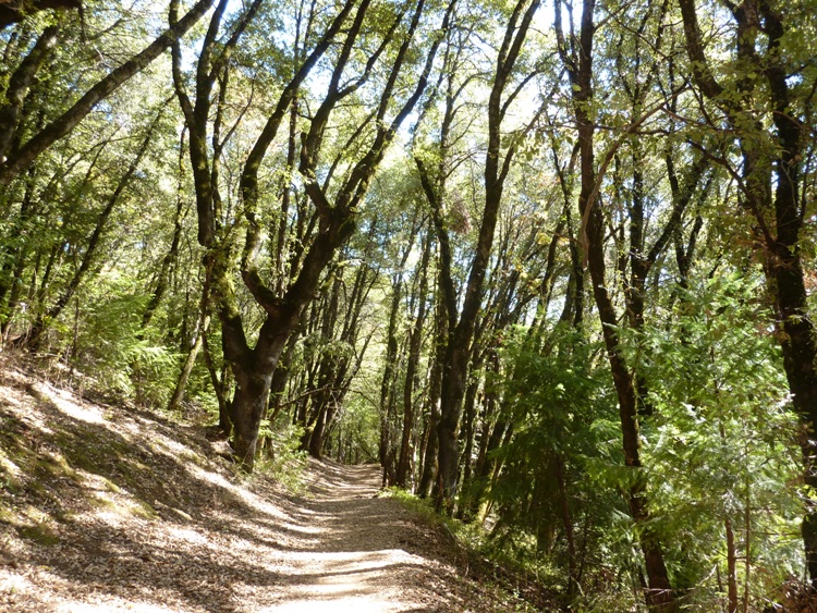 Wooded trail