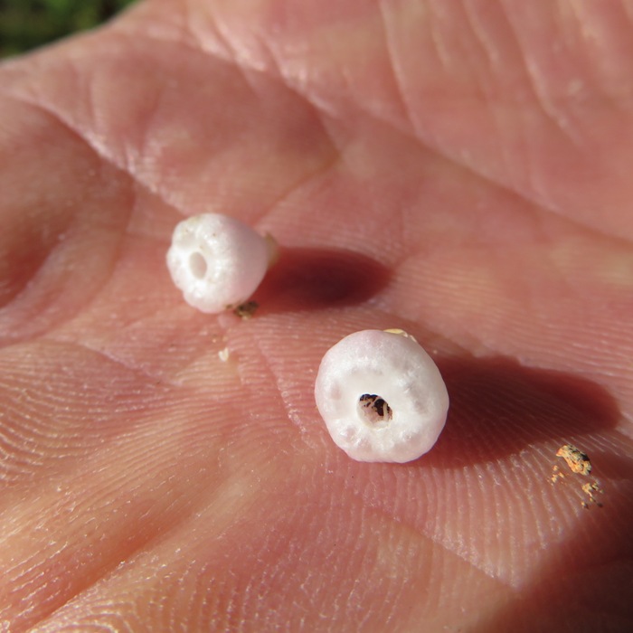 Very small, round white flowers