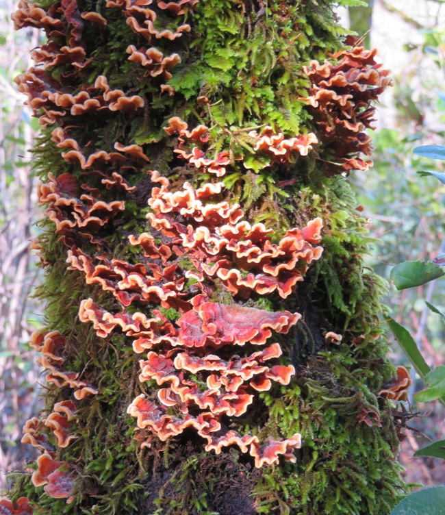 Red fungi on mossy tree