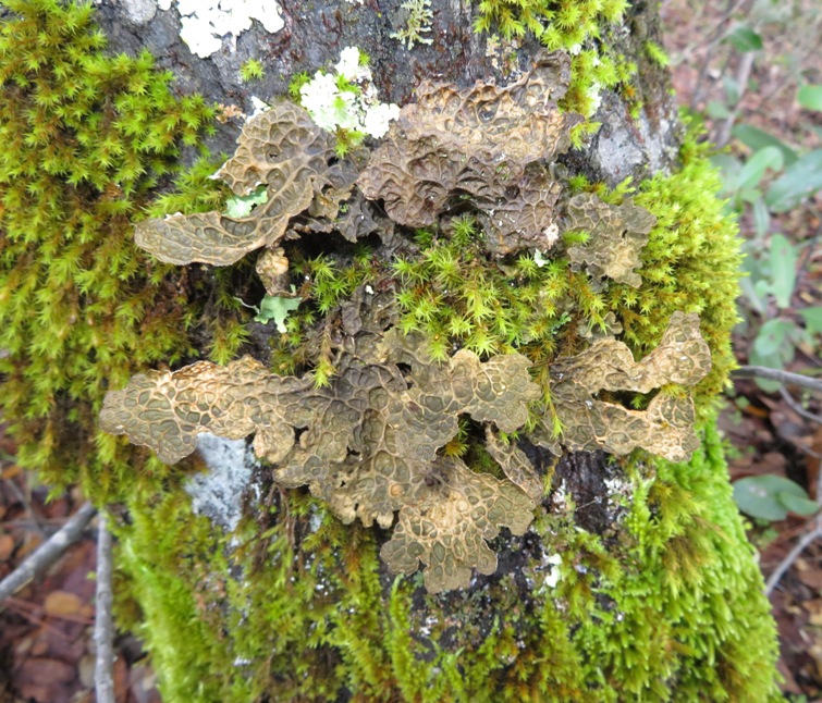 Interestingly patterned moss