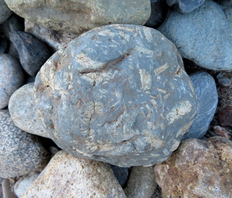 Rock with white things embedded