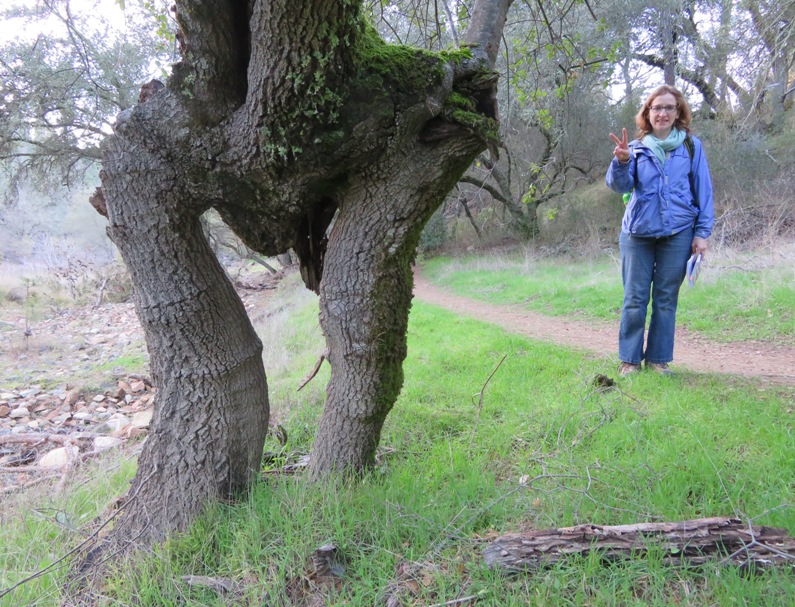 Norma with two trees merged into one