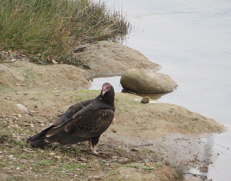 Turkey vulture at shore