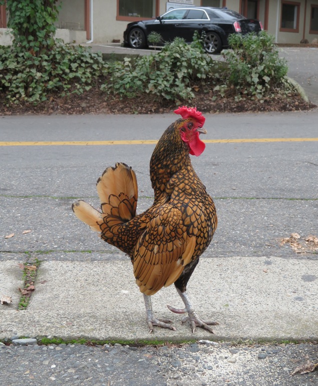 A wyandotte rooster about to crow