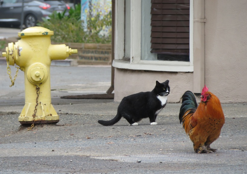 Cats and chickens get along fine in Fair Oaks