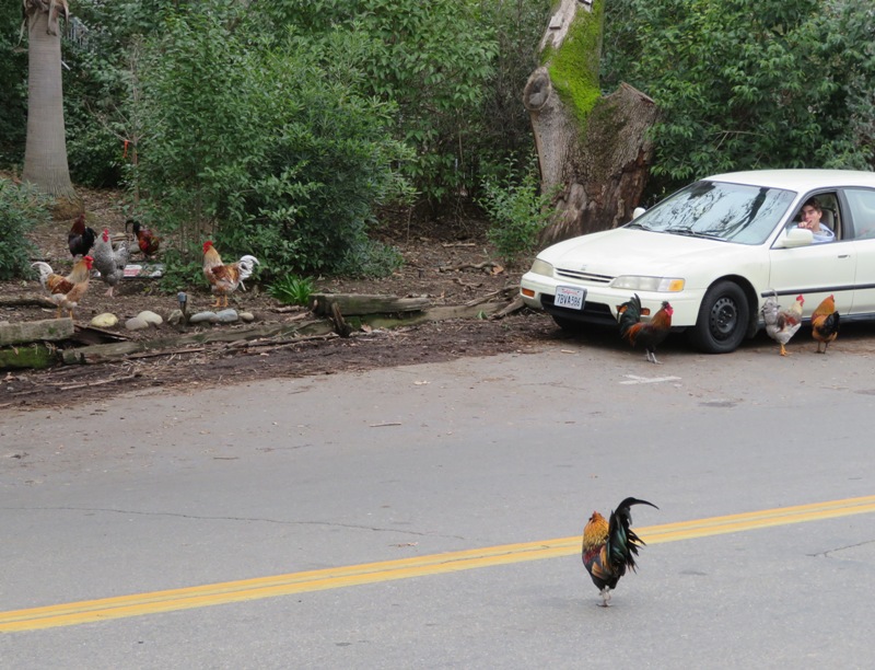 Chickens on road with driver watching them in car