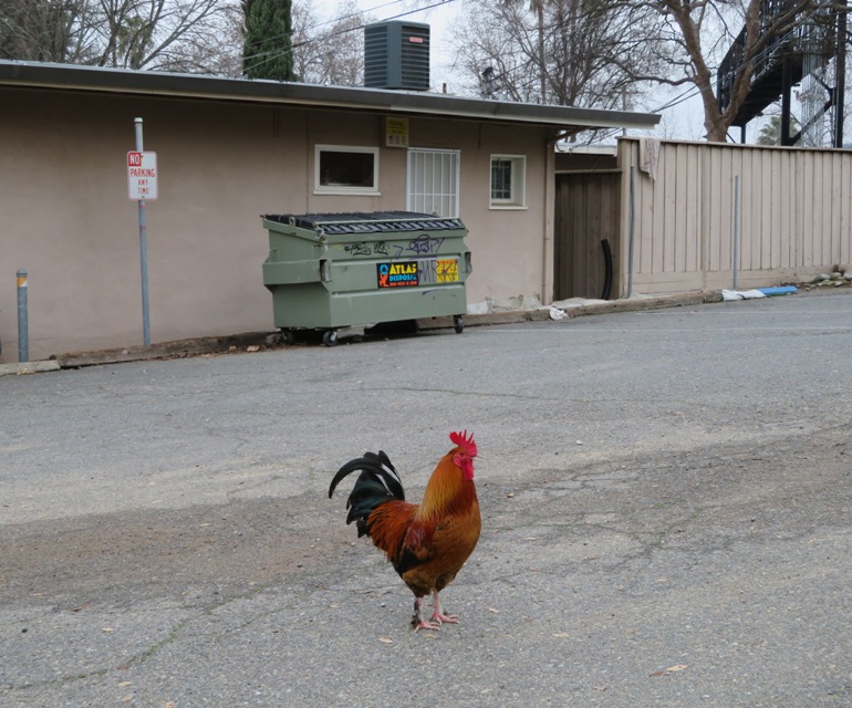 Welsummer rooster...the same breed that appears on the Corn Flakes cereal box