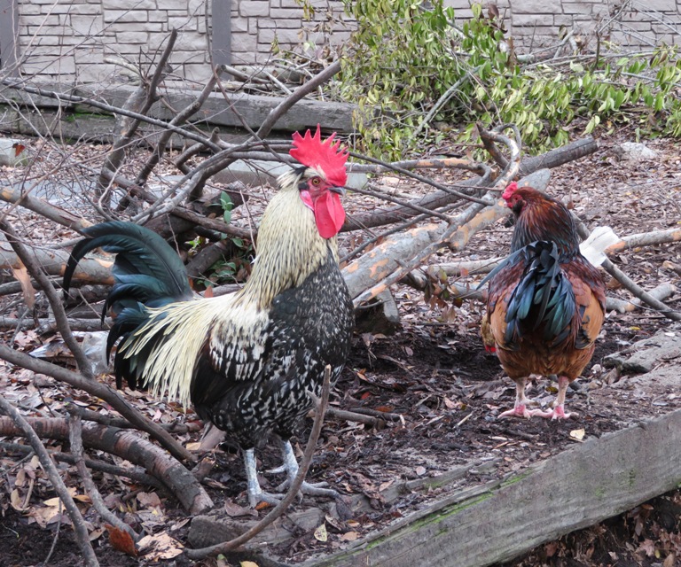 Proud-looking rooster and hen