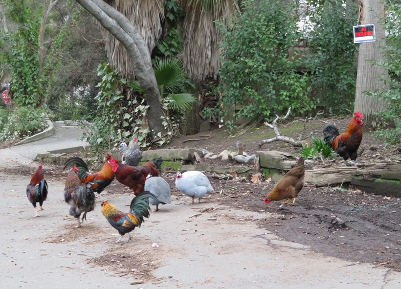 Several chickens and two guinea fowl