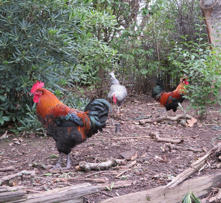 Three very healthy-looking chickens