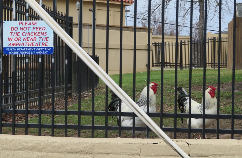 These two chickens are hoping you'll ignore the 'do not feed' sign