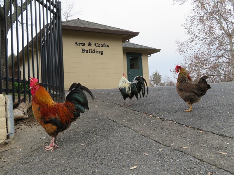 Three chickens at Arts and Crafts building