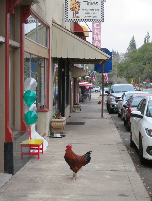 Chicken on downtown sidewalk