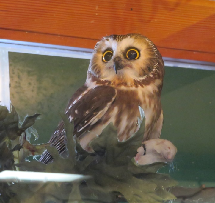 Northern saw-whet owl